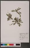 Rubus taiwanicola Koidz. & Ohwi OW