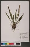 Pyrrosia mollis (Kunze) Ching hΥ۸