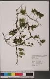 Mecodium polyanthos (Sw.) Copel. 細葉蕗蕨