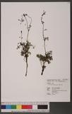 Thalictrum myriophyllum Ohwi KQ