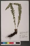 Polystichum prescottianum (Wall.) Moore 南湖耳蕨