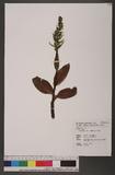 Coeloglossum viride (L.) Hartm. 綠花凹舌蘭