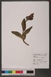Cypripedium macranthum Sw. 奇萊喜普鞋蘭