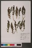 Dryopteris alpestris Tagawa 