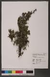 Cotoneaster morrisonensis Hayata ɤsEaG