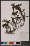 Cotoneaster apiculatus Rehder & E. H. Wilson