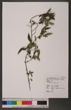 Rhamnus parvifolia Bunge p