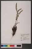 Polystichum lachenense (Hook.) Bedd. sտ