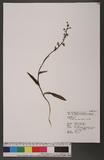 Platanthera minor (Miq.) Reichb. f. 卵唇粉蝶蘭