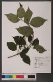 Viburnum plicatum Thunb. var. formosanum Liu & Ou 臺灣蝴蝶木