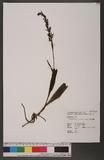Platanthera devolii (Lin et Hu) Lin et Inone fM
