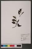 Saussurea glandulosa Kitamura sC쭻