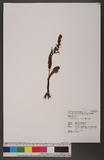 Coeloglossum viride (L.) Hartm. 綠花凹舌蘭