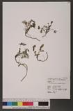 Astragalus nankotaizanensis Sasaki 南湖大山紫雲英