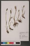Phleum alpinum L. 高山梯牧草