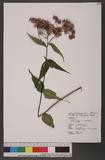 Eupatorium chinense L. var. tozanense (Hayata) Kitamura sA