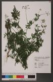Torilis japonica (...