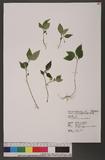 Lysimachia ardisioides Masamune OWƭ