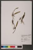 Sunipia andersonii (King & Pantl.) P. F. Hunt 綠花寶石蘭
