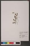 Bulbophyllum albociliatum (Liu & Su) Nacjejima դä