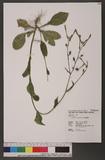 Nicotiana plumbaginifolia Viv. 皺葉煙草