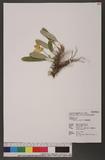 Bulbophyllum pectinatum Finet 阿里山豆蘭