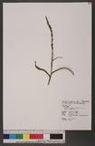 Herminium lanceum (Thunb.) Vuijk var. longicrure (C. Wight) Hara 細葉零餘子草