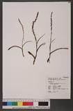Herminium lanceum (Thunb.) Vuijk var. longicrure (C. Wight) Hara 細葉零餘子草