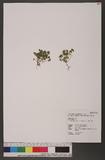 Pilea peploides (Gaudich.) Hook. & Arn. GN
