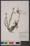 Aster hispidus Willd. 