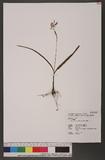 Bletilla formosana (Hayata) Schltr. 臺灣白及