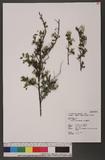 Spiraea tarokoensis Hayata 太魯閣繡線菊
