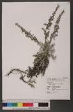 Artemisia somai Hayata var. batakensis (Hayata) Kitamura Ӿ|զ