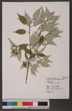 Acer albopurpurascens Hayata ̸