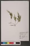 Mecodium polyanthos (Sw.) Copel. ӸF