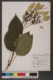 Schizophragma integrifolium Oliv. var. fauriei (Hayata) Hayata 긭pa