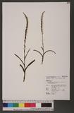 Herminium lanceum (Thunb.) Vuijk var. longicrure (C. Wight) Hara Ӹsll