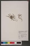 Ascocentrum pumilum (Hayata) Schltr. p