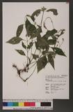 Achyranthes bidentata Blume var. japonica Miq. 饻