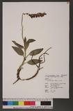 Goodyera daibuzanensis Yamam. 大武斑葉蘭
