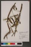Kalanchoe spathulata (Poir.) DC. ˦Q