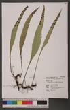 Lepisorus kawakamii (Hayata) Tagawa 鱗瓦葦