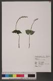 Listera deltoidea Fukuyama 三角雙葉蘭