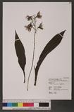 Calanthe arisanensis Hayata 阿里山根節蘭
