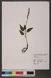 Hetaeria cristata Blume 白點伴蘭