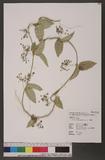 Tylophora ovata (Lindl.) Hook. ex Steud. ý