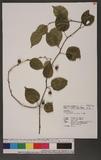 Colubrina asiatica (L.) Brongn. Ȭwش