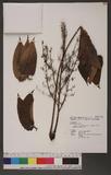 Ailanthus altissima (Miller) Sw. var. tanakai (Hayata) Kanehira & Sasaki 