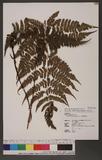 Dryopteris sparsa (Don) Ktze. 