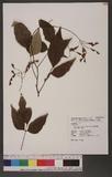 Desmodium laxum DC. subsp. laterale (Schindler) Ohashi [ys½